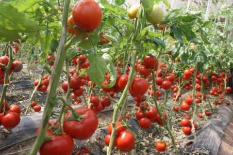 种番茄种子过程