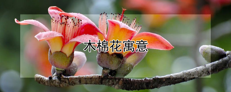 木棉花寓意（木棉花寓意春天和象征）