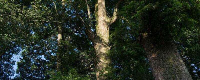 金丝楠木树怎么认 怎么辨认金丝楠木树