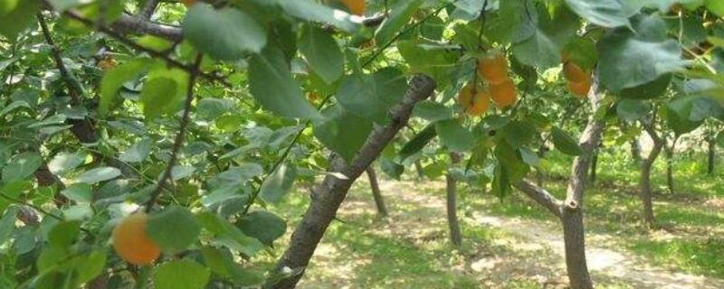 杏树扦插时间 杏树扦插时间和方法