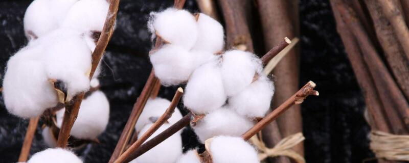 棉花种子怎么种 迷你世界棉花种子怎么种