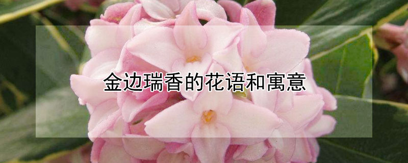 金边瑞香的花语和寓意（金边瑞香有什么寓意）