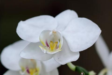 白蝴蝶兰的花语和寓意