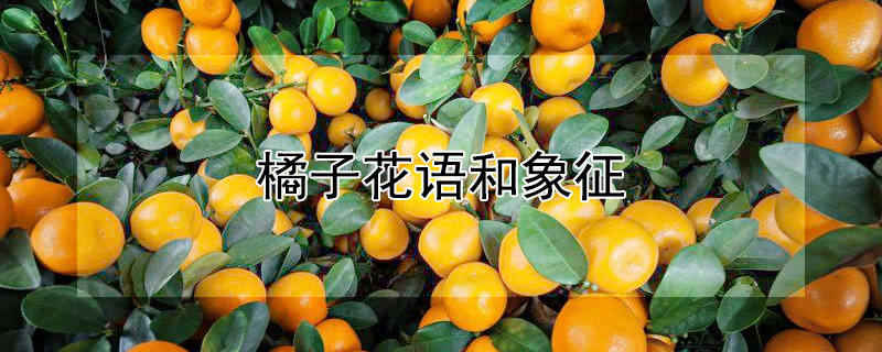 橘子花语和象征（橘子花含义）