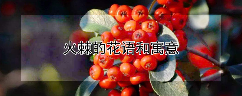 火棘的花语和寓意（火棘花是什么含义）