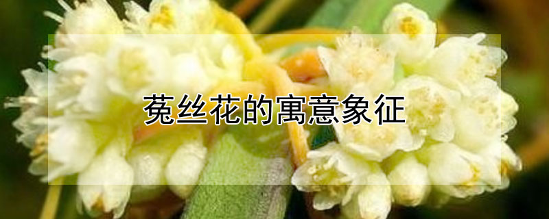 菟丝花的寓意象征（菟丝子含义）