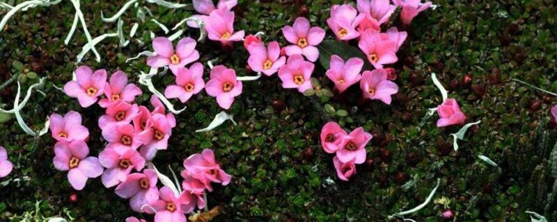 红花岩梅怎么种植 红花岩梅盆景的养殖