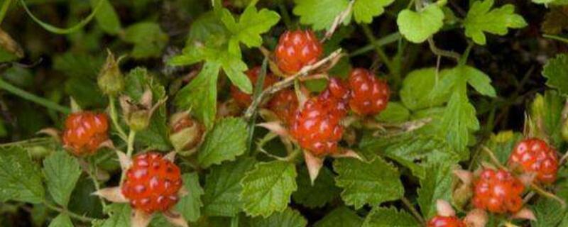 茅莓和覆盆子的区别 茅莓和覆盆子的区别图片