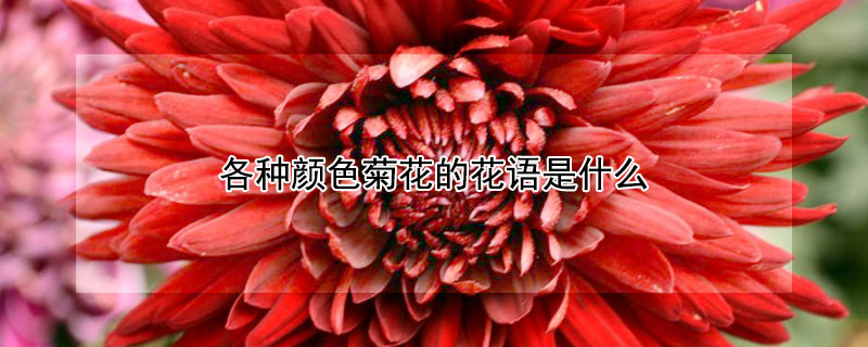 各种颜色菊花的花语是什么 彩色菊花的花语是什么