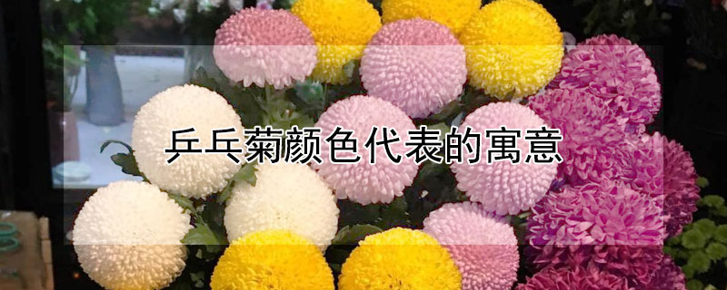 乒乓菊颜色代表的寓意 乒乓菊的寓意和象征