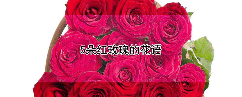 5朵红玫瑰的花语 五朵红玫瑰的花语