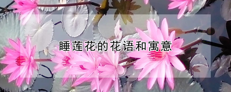 睡莲花的花语和寓意 睡莲花代表什么象征意义