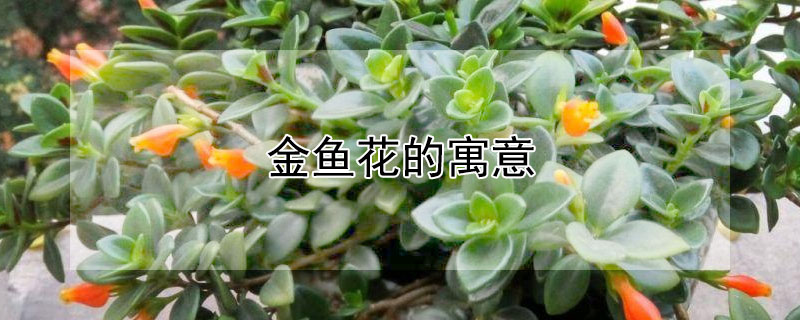 金鱼花的寓意（金鱼花的寓意和象征风水）