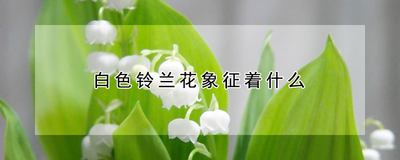 白色铃兰花象征着什么（白铃兰花语及象征）