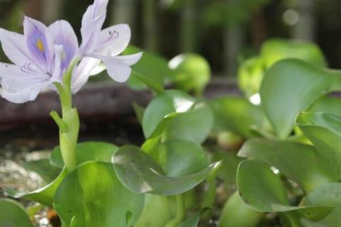 水葫芦叶子边缘枯萎