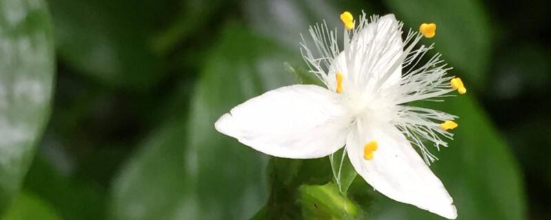 白花紫露草可以水养吗 白花紫露草多久浇水