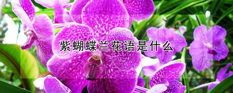 紫蝴蝶兰花语是什么 紫色蝴蝶兰花的寓意和花语