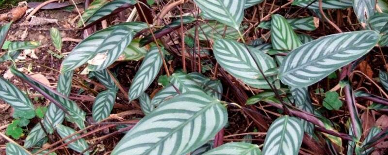 银羽竹芋的养殖方法和注意事项 银羽竹芋的生长环境
