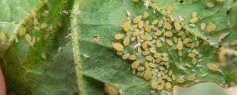 花椒蚜虫用什么药防冶 辣椒蚜虫的防治