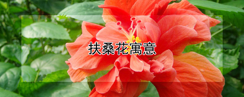 扶桑花寓意（扶桑花寓意好吗）