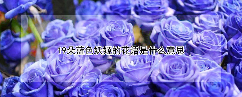 19朵蓝色妖姬的花语是什么意思（19朵蓝色妖姬代表什么花语）