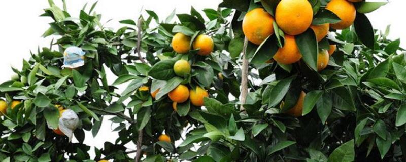 橙子的种子怎么种植 橙子的种子怎么种植方法