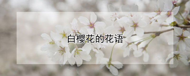 白樱花的花语 白樱花的花语准确回答