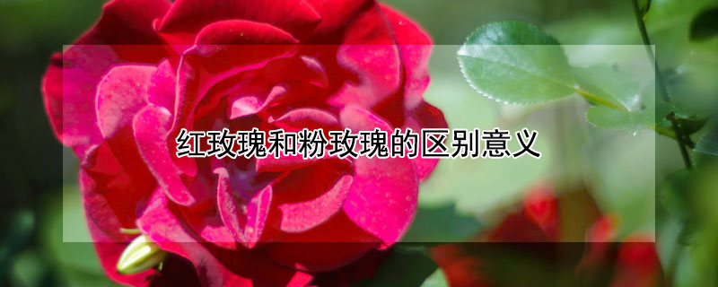 红玫瑰和粉玫瑰的区别意义 粉玫瑰和红玫瑰代表什么