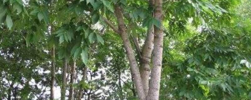 水曲柳是什么树