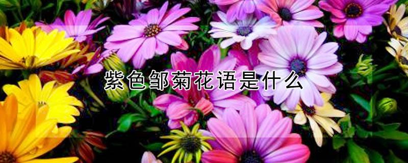 紫色邹菊花语是什么（蓝色邹菊花语是什么）