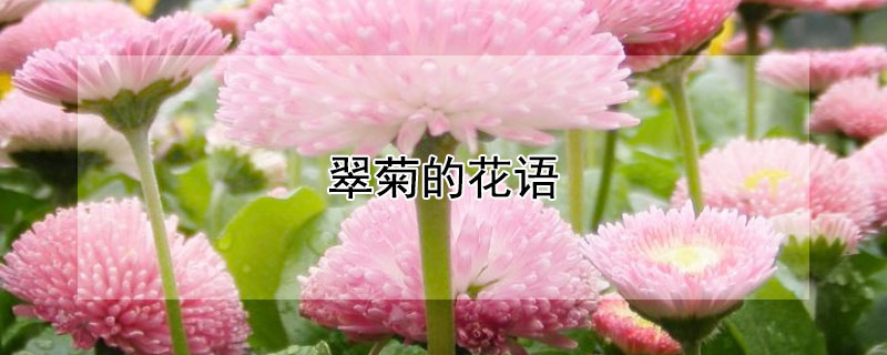 翠菊的花语 翠菊的花语和寓意是什么
