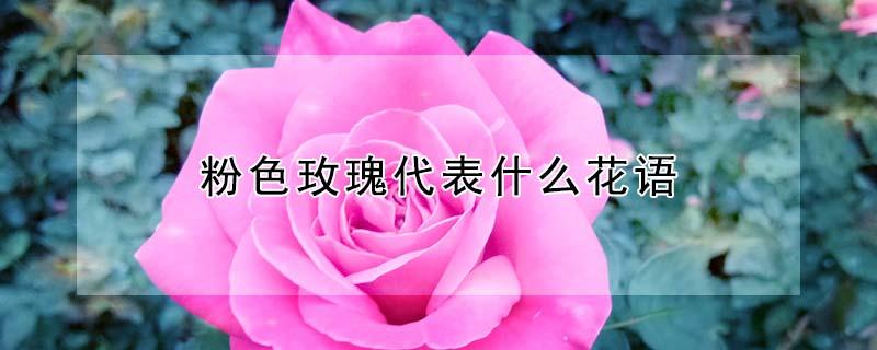 粉色玫瑰代表什么花语（粉玫瑰颜色代表的花语）