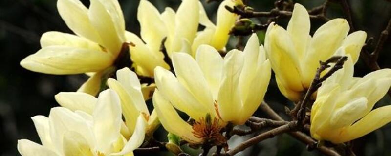 黄玉兰花的花语是什么 白玉兰花花语是什么