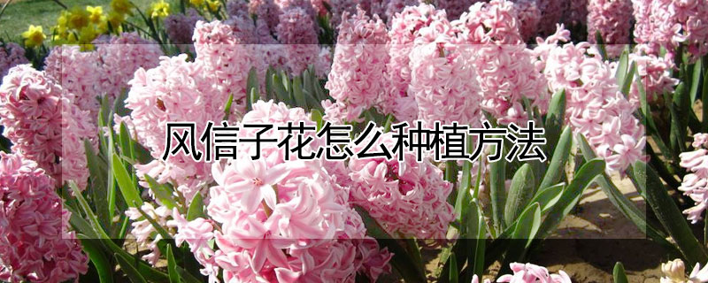 风信子花怎么种植方法