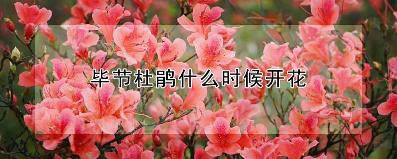 毕节杜鹃什么时候开花 今年贵州毕节杜鹃花什么时候开