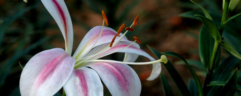 百合花代表什么意思