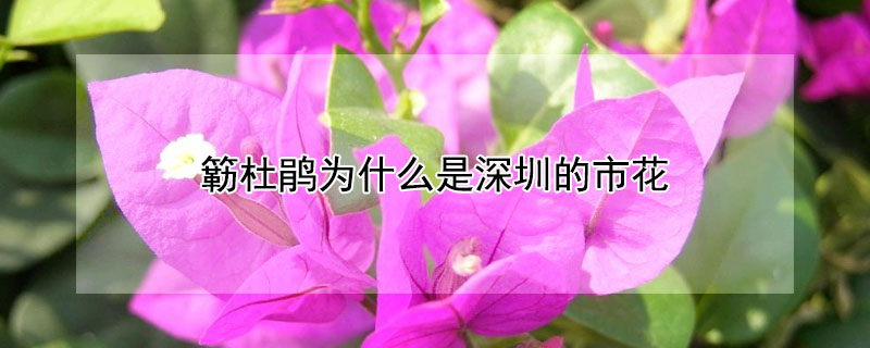 簕杜鹃为什么是深圳的市花（杜鹃是深圳市的市花吗）