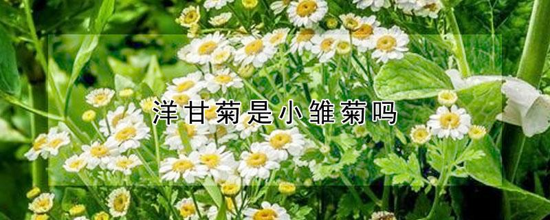 洋甘菊是小雏菊吗