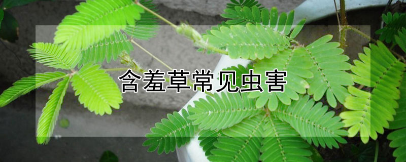 含羞草常见虫害 含羞草病虫害