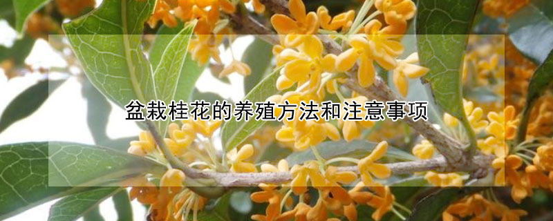 盆栽桂花的养殖方法和注意事项