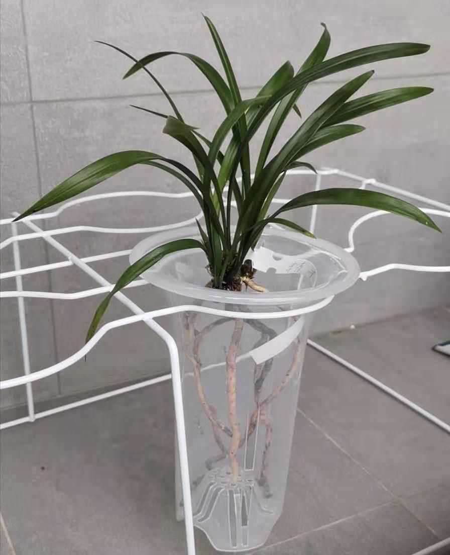 兰草种植方法（兰草种植方法视频）