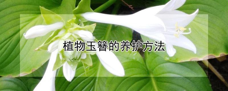 植物玉簪的养护方法（盆栽玉簪的养护）
