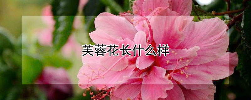 芙蓉花长什么样（芙蓉花长什么样子）