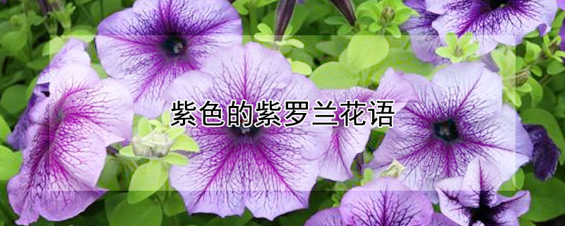 紫色的紫罗兰花语（淡紫色紫罗兰花语）