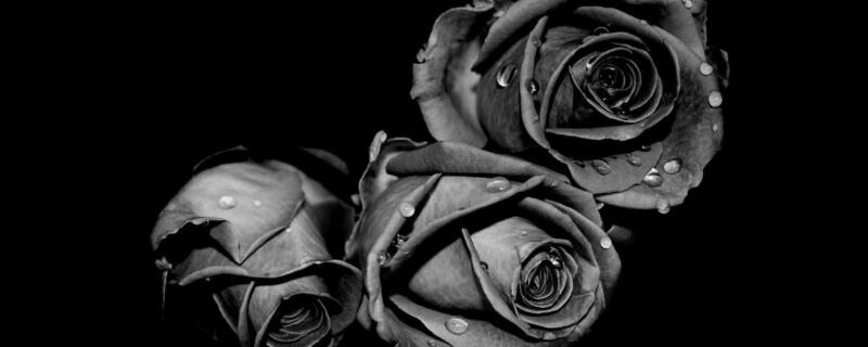 黑玫瑰花语及代表意义（黑玫瑰花的花语是什么意思）