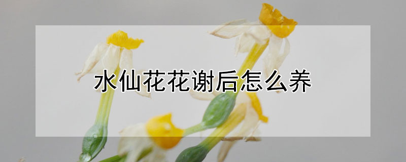 水仙花花谢后怎么养 水仙花谢了以后怎么养