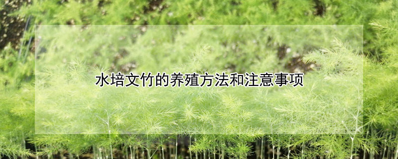 水培文竹的养殖方法和注意事项（水培文竹的养殖方法）