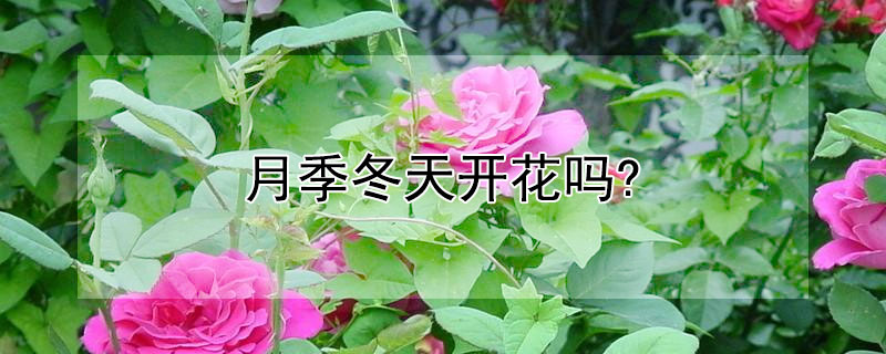 月季冬天开花吗? 月季冬天开花吗北方