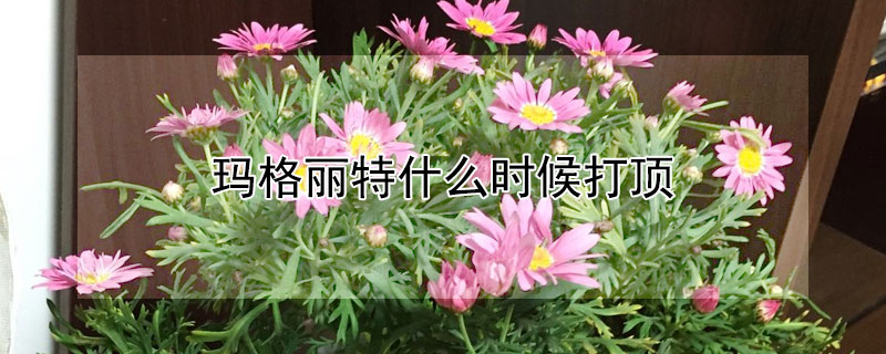 玛格丽特什么时候打顶（玛格丽特开花了还能打顶吗）