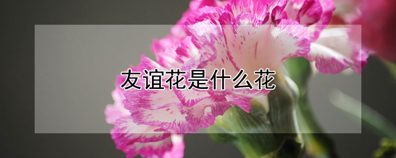 友谊花是什么花（什么花代表友谊之花）